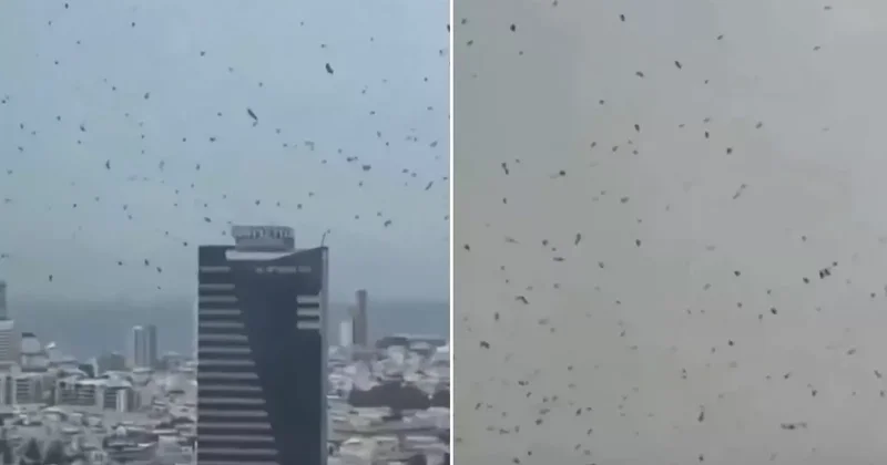 Tel Aviv de karga istilası! İzleyen herkes aynı yorumu yapıyor