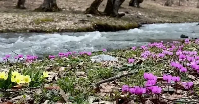 Tokat’ta bahar yüzünü gösterdi: Doğa yeniden canlandı VİDEO İZLE