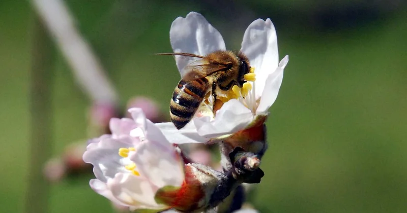 Arıların genetiğini bozan gizli tehlike