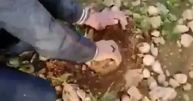 Rakka da yürekleri ağza getiren görüntüler: Oyun çağındaki çocuklar ölüm tarlalarında mayın temizliyor VİDEO İZLE