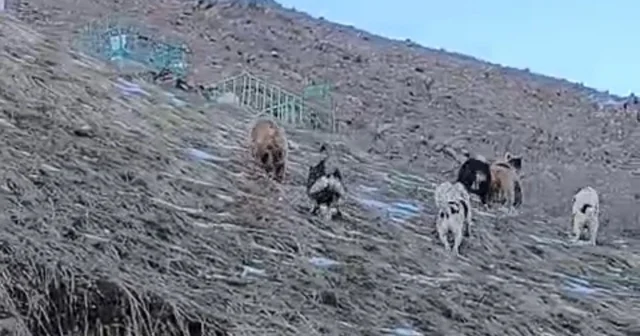 Yüksekova da yerleşim yerine inen ayıları çoban köpekleri uzaklaştırdı Hakkari Haberleri