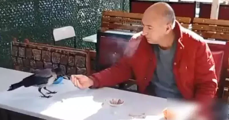 Küçükçekmece de önce şeker sonra ekmek verdiği kargayı elleriyle besledi