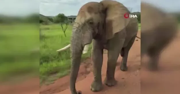 Safari turunda Türk turistleri 5 tonluk fil kovaladı