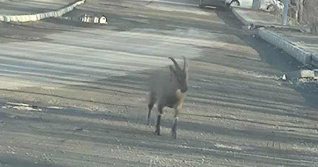 Dağ keçisi ilçe merkezine indi: Vatandaşları hayrete düşürdü Erzurum Haberleri