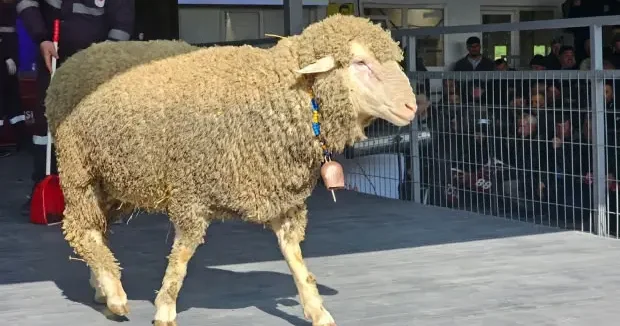 Balıkesir haberleri Damızlık koçun fiyatını duyan kulaklarına inanamadı! Sıfır araba daha ucuz 25 Mart 2026