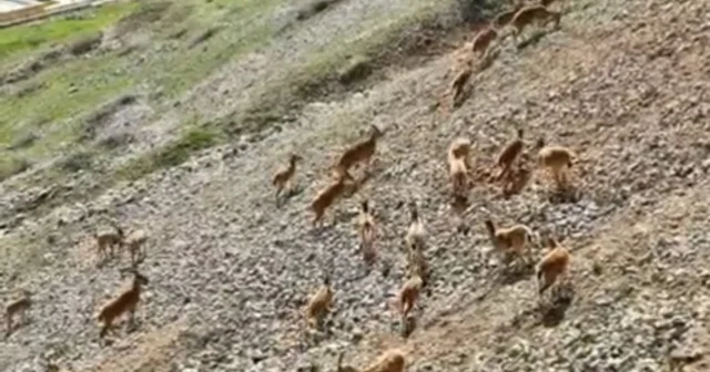 Dağ keçileri Palu Kalesi nde Elazığ Haberleri