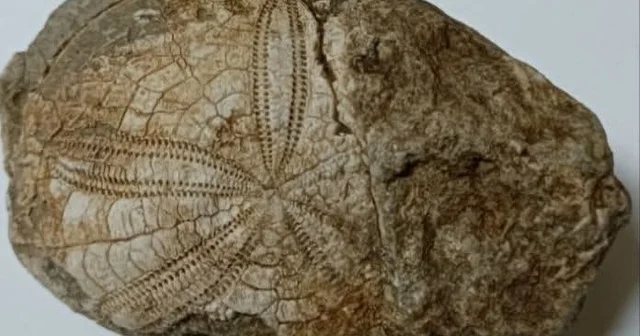 Baklan da milyonlarca yıllık deniz yıldızı fosili bulundu Denizli Haberleri