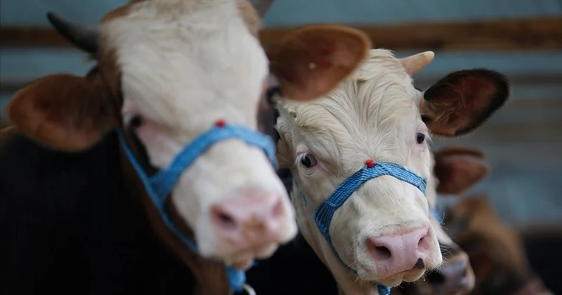 Kütahya da şap alarmı: 15 köy karantinada
