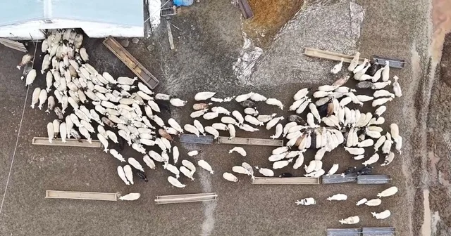 Kuzular anneleri ile buluştu, o anlar dron kamerasıyla görüntülendi Kars Haberleri