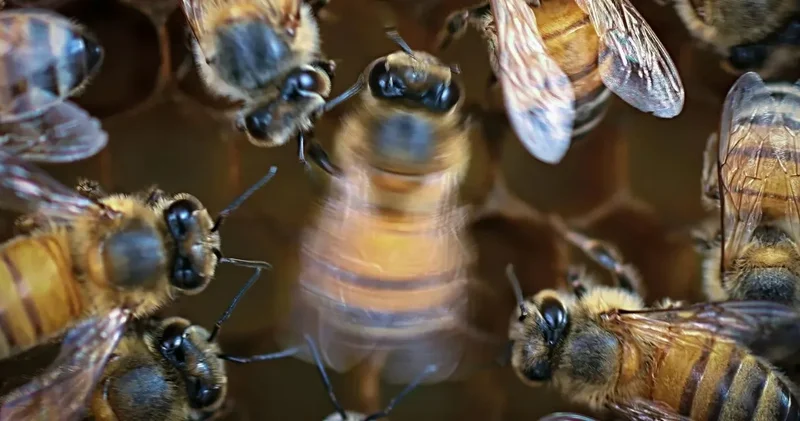 Arılar meğer şov yapıyormuş: Alkışa oynuyorlar
