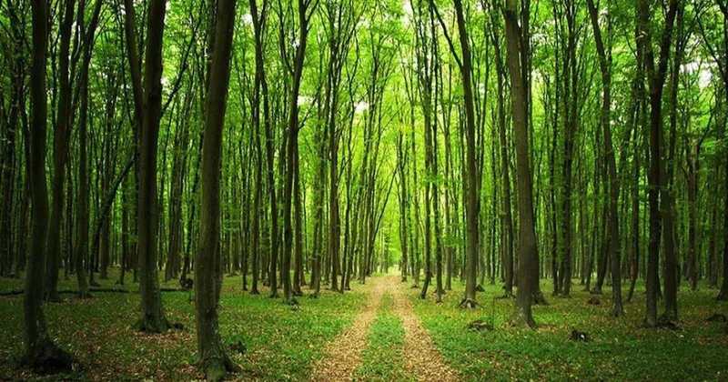 Ormanlara 3 koldan hançer Sözcü Gazetesi