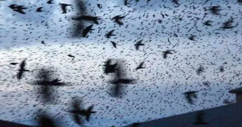 Kiev de görülmüştü savaş çıkmıştı: Kargalar sürüsü şimdi de Tel Aviv de