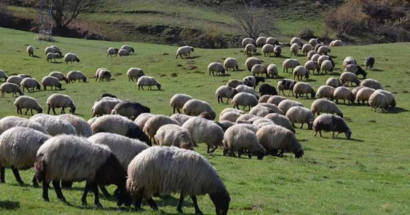Hayvancılıkta devrim: Yapay zeka tasmalarıyla sürüler tek komutla yönetiliyor