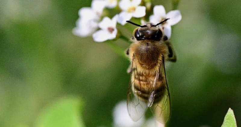 Arıların küresel ısınmadan çok elektromanyetik alanlardan etkilendiği belirlendi