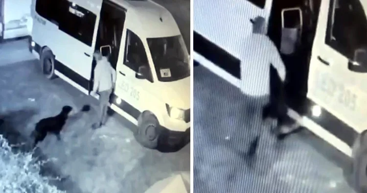 Mahallenin maskotu Garip ortadan kaybolmuştu: Kameraları kontrol edilince gerçek ortaya çıktı