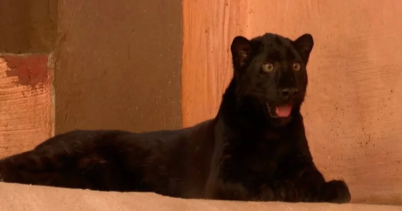 Genetik bir miras: Dünyada sadece 100 tane kaldılar Sözcü Gazetesi