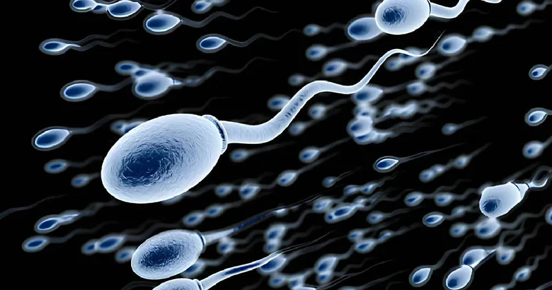 Uzun süre bekletilen sperm kalitesini kaybediyor: Oxford araştırması ezber bozdu