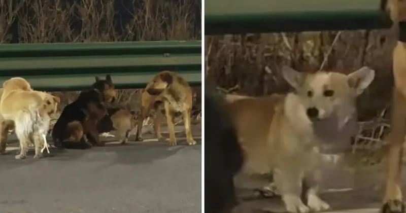 7 köpeğin kesimhaneden inanılmaz firarı: Askeri disiplinle 16 kilometre yürüdüler!