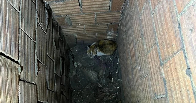 Havalandırma boşluğuna düşen kedi kurtarıldı Erzincan Haberleri