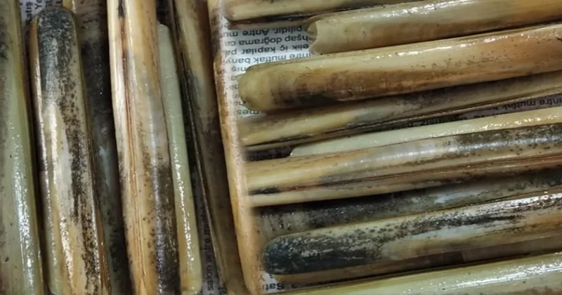 Japonlar peşine düştü, Türkiye kıyılarına vuruyor: Değeri bir anda katlandı Sözcü Gazetesi