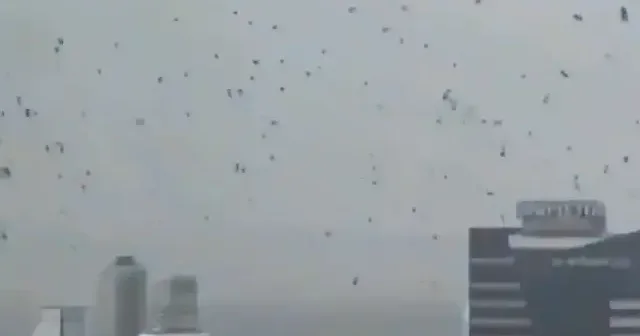 Felaketin habercisi olarak yorumlanan karga sürüsünün Tel Aviv üzerindeki uçuşu İsraillileri korkuttu VİDEO İZLE