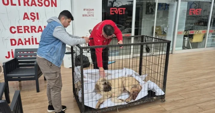 Zonguldak ta kayıp ilanı verdiği köpeğini vurulmuş halde buldu! Şüpheli tutuklandı