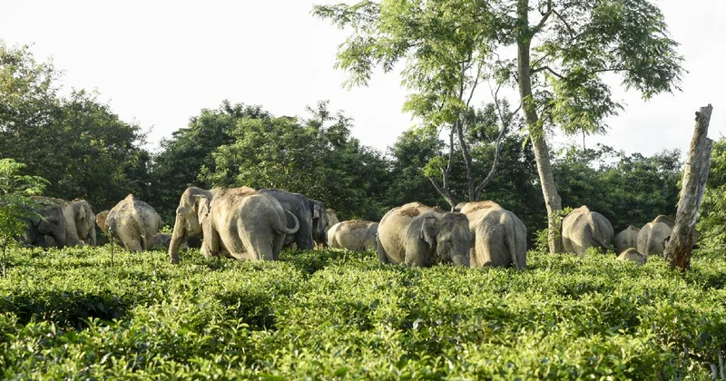 Afrika da fillerin saldırısına uğrayan milyoner avcı hayatını kaybetti
