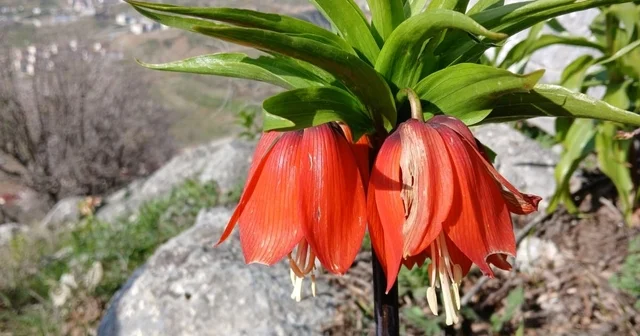 Sincik dağlarında açan ters laleler hayran bırakıyor Adıyaman Haberleri