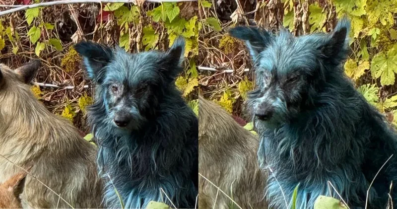 Felaketin 40. yılında Çernobil in köpekleri maviye döndü