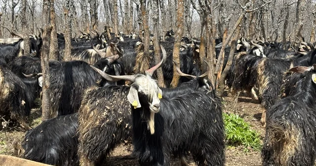 Bingöl de soğuklar yaylaya çıkışı geciktirdi: Hayvanlar besiye alındı Bingöl Haberleri