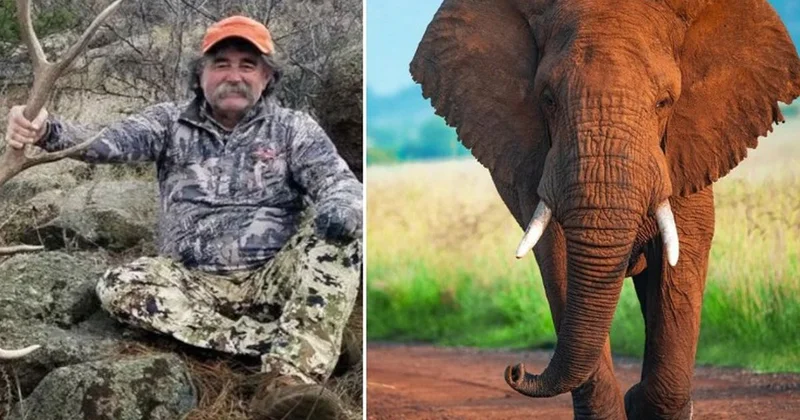 ABD li milyoner avcı fillerin altında can verdi