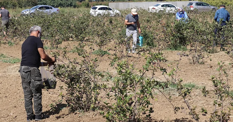 Günde 1 avuç tüketenin kalbi gençleşiyor Sözcü Gazetesi