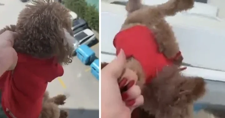 Tepki çeken görüntüler! Köpeği pencereden sarkıtıp cama vurdu