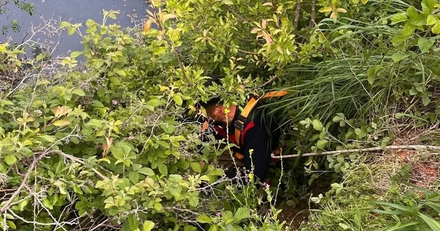 Yayladağı nda gölete düşen büyükbaş hayvan kurtarıldı Hatay Haberleri