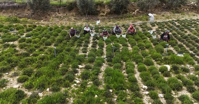 Sofraların vazgeçilmezi zahterde bereketli hasat Hatay Haberleri