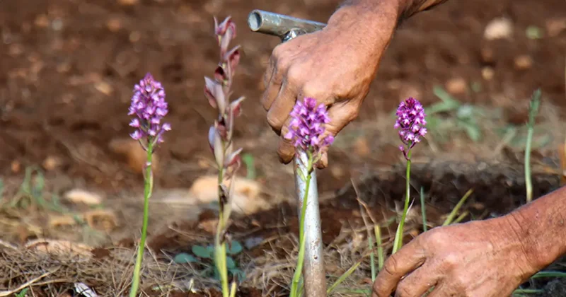 İzinsiz salep orkidesi toplayan kişiye rekor ceza!