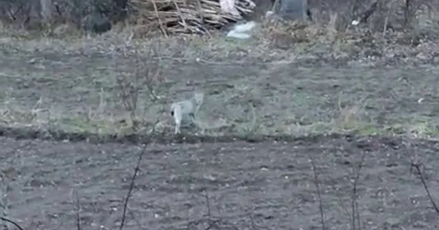 Tortum da nesli tükenme tehlikesinde olan vaşak görüntülendi Erzurum Haberleri
