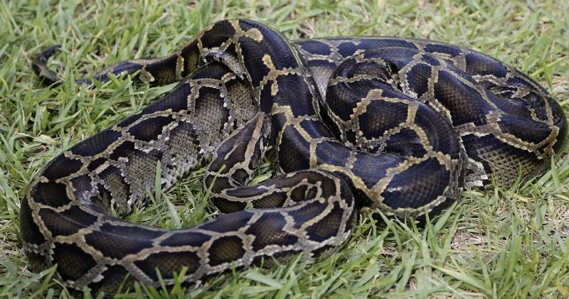 Gaziantep te ikinci kez yakalandı: Piton dersine İbranice yazılmış