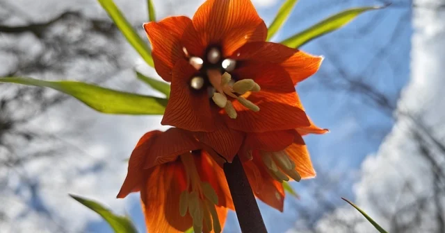 Bitlis te açan ters laleler görsel şölen sunuyor Bitlis Haberleri