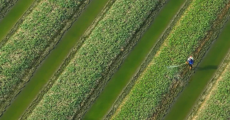 Türklerin bayıla bayıla tükettiği bu sebze Japonların hayatını kurtarmış Sözcü Gazetesi