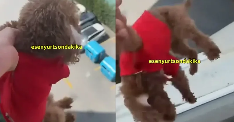 Köpeği sarkıtıp videoya çekti: Babası kurtarsın Kuki yi