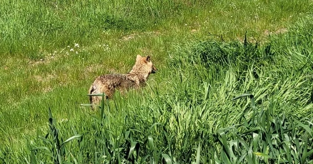Edirne de aç kalan çakal köye indi Edirne Haberleri