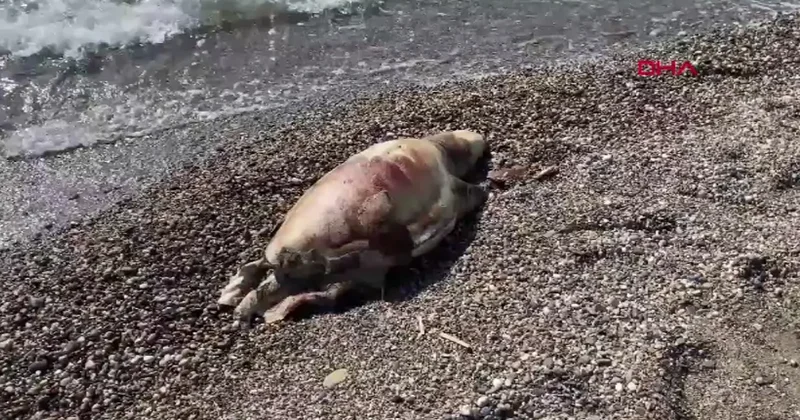 Yer: Antalya! Deniz kaplumbağası ölüsü sahile vurdu