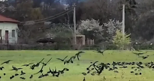 Yeniçağa Gölü Kuş Cenneti nde nesli tükenme tehlikesi altındaki çeltikçi kuşları görüntülendi VİDEO İZLE