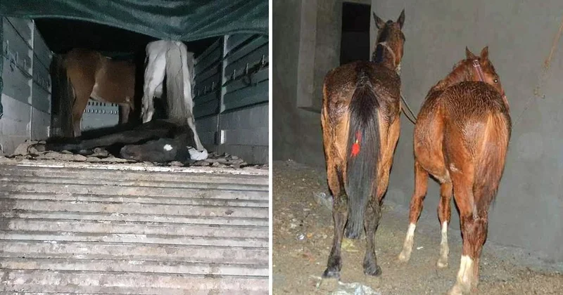 Yine aynı şehir yine aynı skandal: Vatandaşa at ve eşek eti yedirdiler