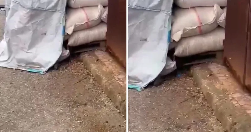 Kuruyemişlerin üzerinde fareler cirit attı