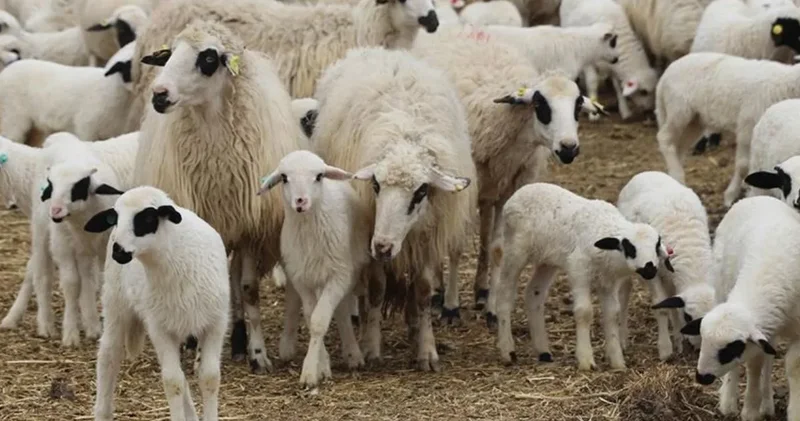 Çankırı da başlayan takip Ankara da bitti: Hayvan hırsızları yakalandı!