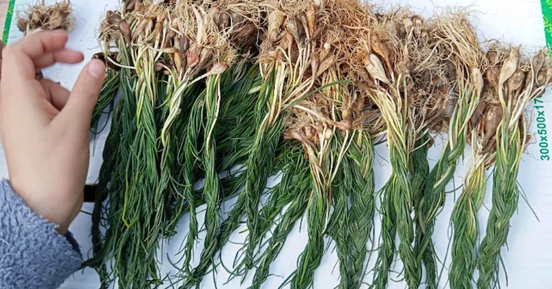 Kendiliğinden yetişen servet kapısı: Toplayan kilosunu 15 bin liradan satıyor Sözcü Gazetesi