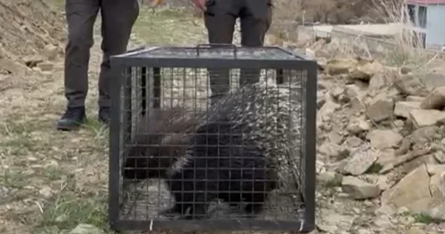 Tedavisi tamamlanan oklu kirpi doğaya salındı VİDEO İZLE