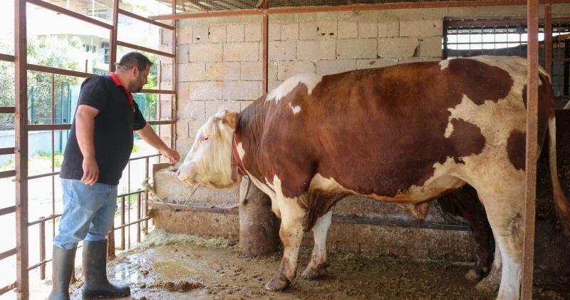 Dev kurbanlık dana Emir 450 bin liraya alıcı bekliyor Hatay Haberleri